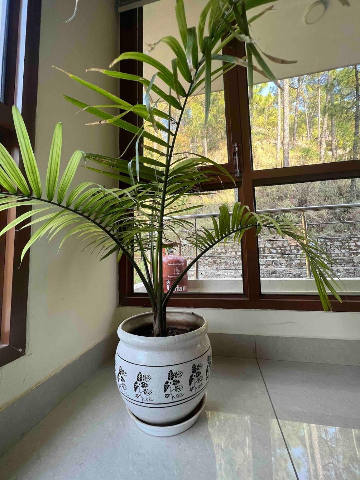 2BHK Furnished Apartment/Near Kasauli/Barog/Luv Fun&Adventure Solan Exterior foto